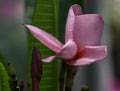 Purple Plumeria Live Plant Rooted from Seed | 1 Starter in 3” Pot | Fragrant Flower Tree | Rare Color | Tropical Frangipani