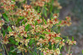 Eriogonum jamesii v. jamesii Seeds – James Wild Buckwheat, 50 Non-GMO Perennial Seeds, Native Pollinator Garden & Meadow Plant