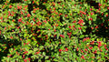 6 Japanese Barberry Bush Cuttings – Berberis thunbergii, Organic Unrooted Shrubs with Edible Berries, Hardy, Easy to Grow