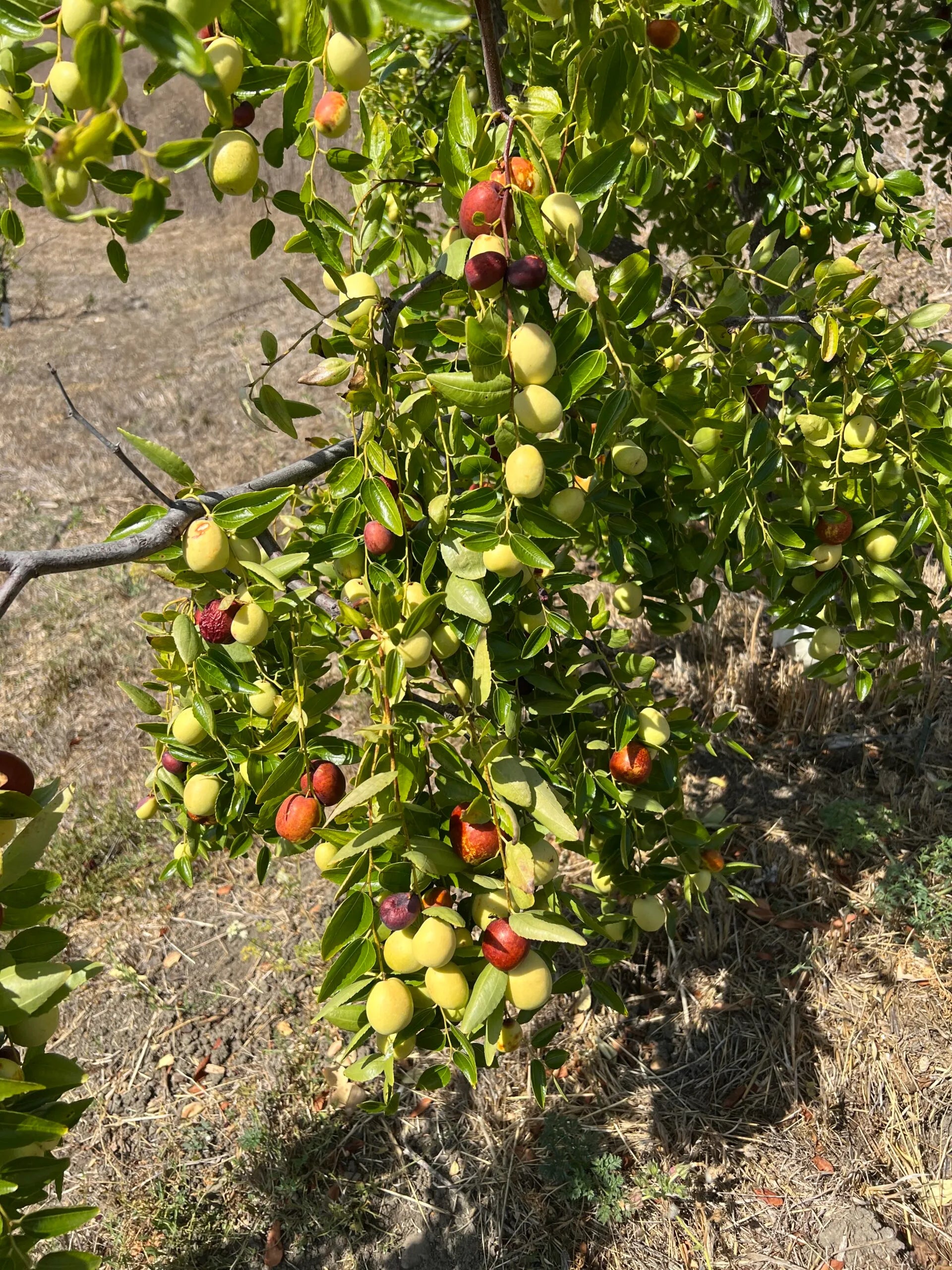 Jujube Tree Cuttings Unrooted 5pcs | Chinese Date | Ziziphus jujuba | Live Fruit Tree Cuttings for Planting | Edible Hardy Tree