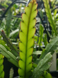 Lepismium cruciformes Cuttings - 4" White Blooms Epiphytic Cactus - Rare Indoor Plant Cuttings