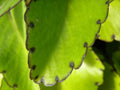 Kalanchoe pinnata Live Plant – Leaf of Life, Miracle Leaf, Wonder of the World – 2" Organic Starter for Healing & Indoor Garden