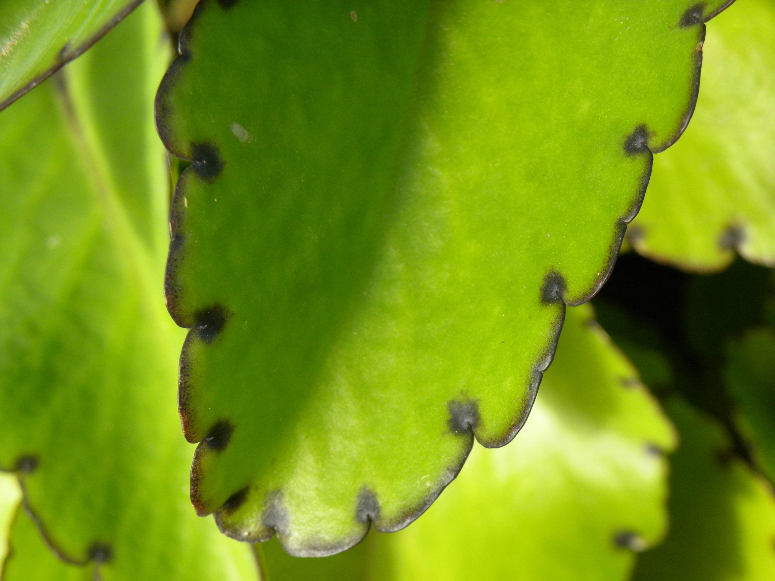Kalanchoe pinnata Live Plant – Leaf of Life, Miracle Leaf, Wonder of the World – 2" Organic Starter for Healing & Indoor Garden