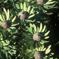 Leucadendron pubescens Seeds – Rare South African Conebush, Protea Evergreen Shrub (5 Seeds)