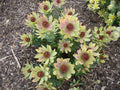 Leucadendron tinctum Seeds – Conebush, South African Protea Shrub, Evergreen Ornamental (5 Seeds)