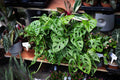 Monstera Rooted Cutting – Swiss Cheese Plant | Live Indoor Houseplant | Monstera Deliciosa Cutting with Established Roots