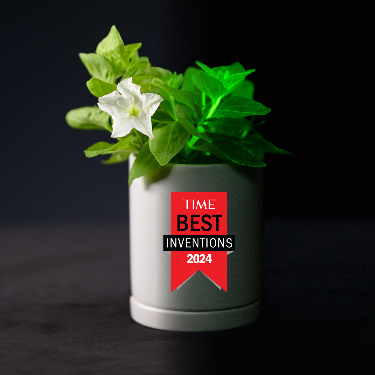 Light Bio Firefly Petunia with Ceramic Pot