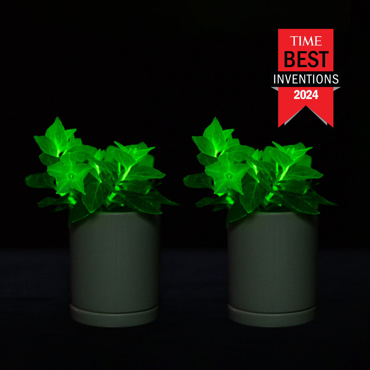 Light Bio Firefly Petunia with Ceramic Pot