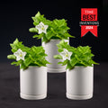 Light Bio Firefly Petunia with Ceramic Pot
