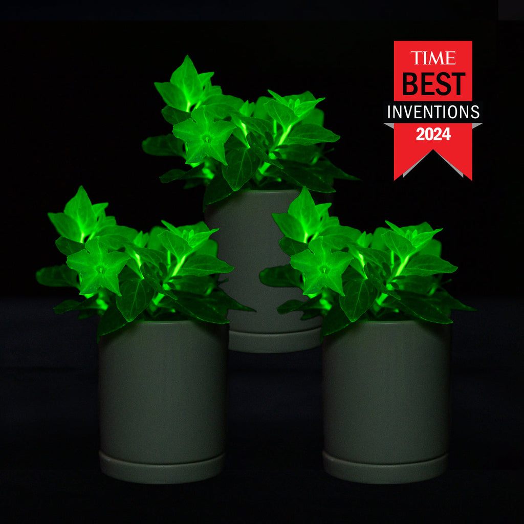 Light Bio Firefly Petunia with Ceramic Pot