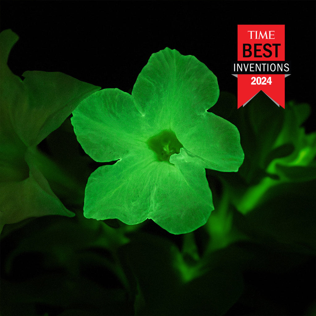 Light Bio Firefly Petunia with Ceramic Pot