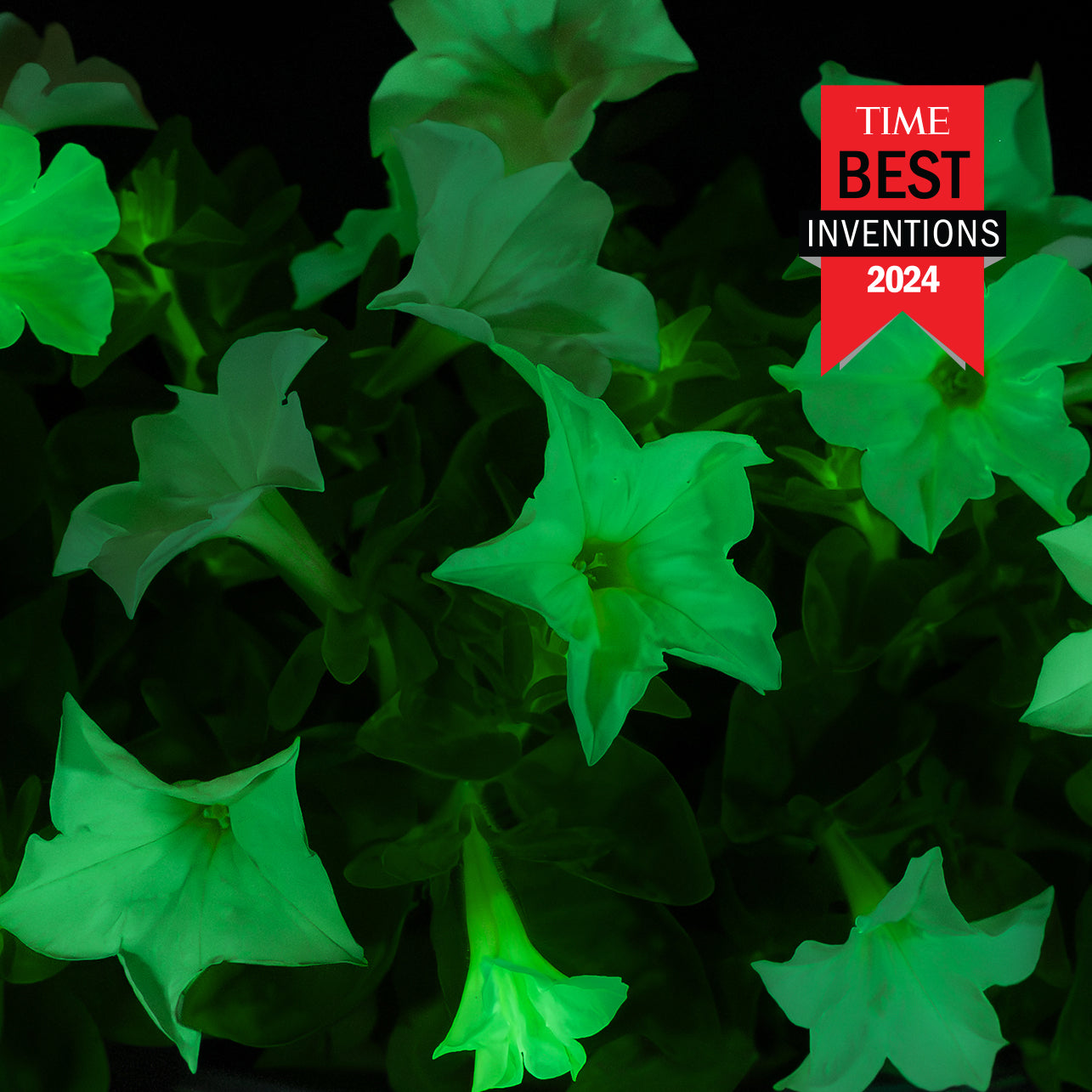 Light Bio Firefly Petunia with Ceramic Pot