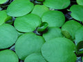 Live Frogbit Limnobium laevigatum | Hardy Floating/Marginal Aquatic Pond & Bog Plant | Bareroot Water Garden Oxygenator