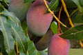 Haden Mango Tree Live Plant - 1 to 2 Feet Tall - Grafted - Ship in 3 Gal Pot - Mangifera indica