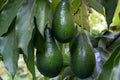 Grafted Doni Avocado Tree - 2 Feet Tall - 6" Pot - Persea americana - Florida's Premium Avocado Variety