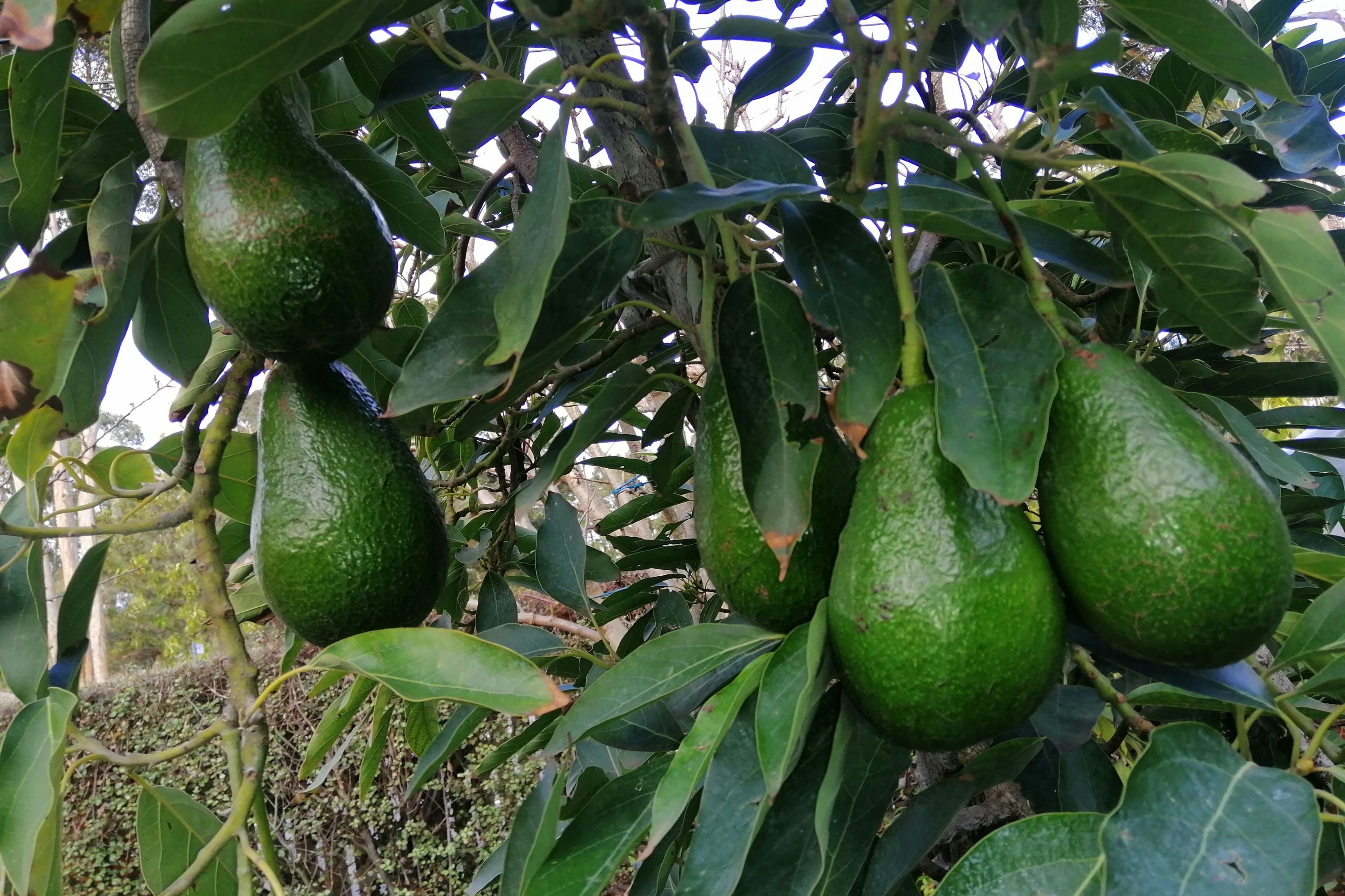Grafted Gem Avocado Tree - 2 to 3 Feet Tall - Shipped in 3 Gallon Pot - Persea americana