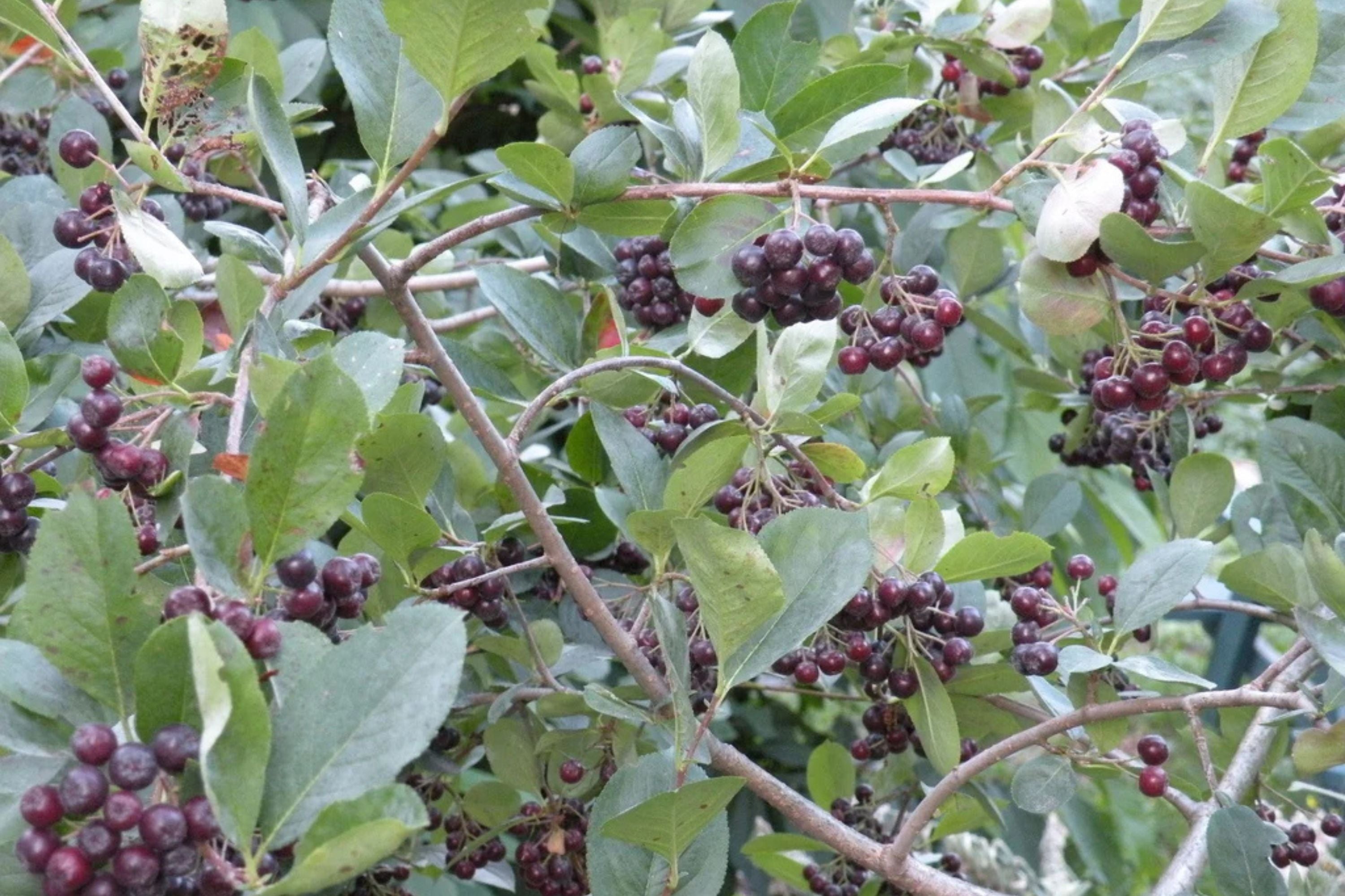 Aronia Tree Seedling 12-18" Black Chokeberry Aronia melanocarpa Bareroot Native to Eastern US