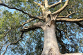 White Ash Tree Seedling 8-12" Tall - Fraxinus americana - Native Bareroot Plant - Not Shippable to Utah