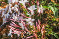 Pink Jasmine Plant - 3 Gal Pot - Jasminum polyanthum - Fast-Growing Evergreen Vine with Fragrant Flowers