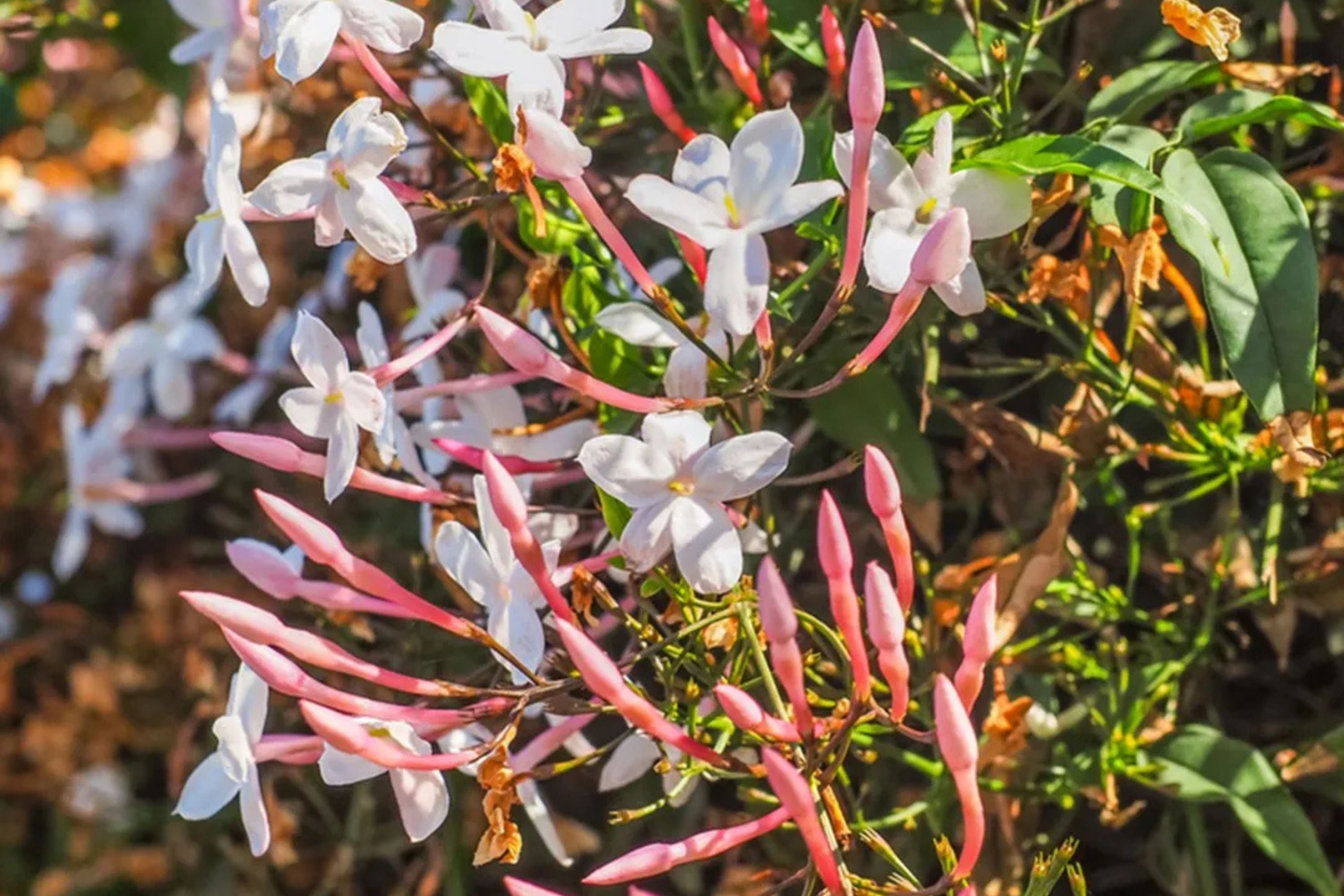 Pink Jasmine Plant - 3 Gal Pot - Jasminum polyanthum - Fast-Growing Evergreen Vine with Fragrant Flowers