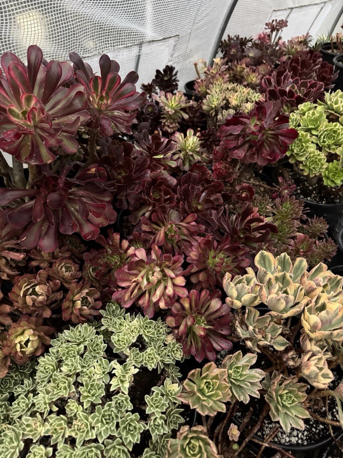 Aeonium Succulent Cuttings – 3 Pack Unrooted Aeonium Cuttings for Propagation and Container Growing