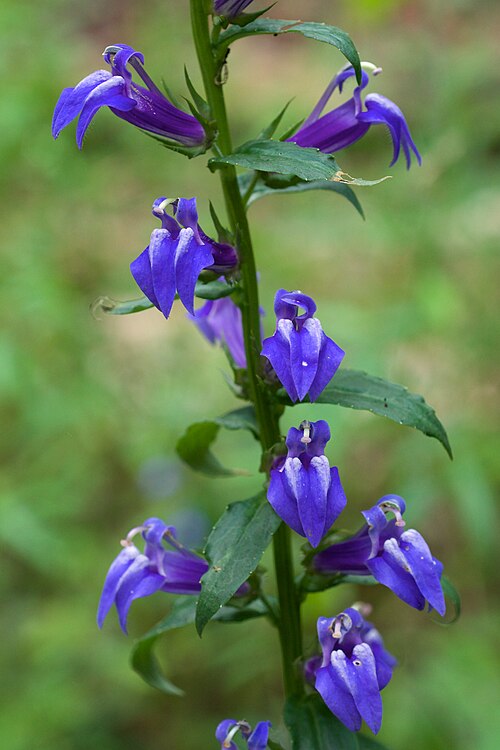 Lobelia siphilitica Seeds – Great Blue Lobelia Wildflower, 500 Non-GMO Perennial Seeds, Native Pollinator Garden Plant