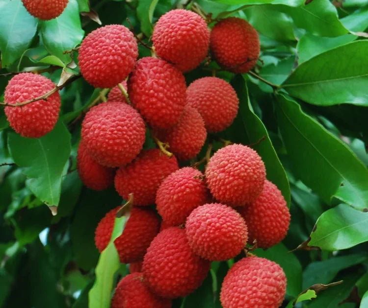 4 Kaimana Lychee Tree Cuttings | Litchi chinensis | Unrooted 5–6" Wood for Grafting | Sweet Tropical Fruit Tree Starter