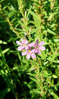 1000 Lythrum alatum Seeds | Winged Loosestrife | Native Perennial Wetland Plant | Pollinator-Friendly Meadow & Garden