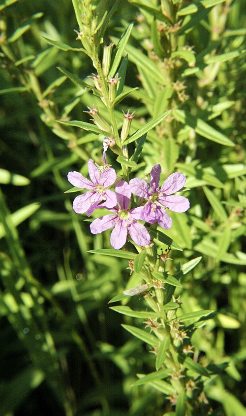 1000 Lythrum alatum Seeds | Winged Loosestrife | Native Perennial Wetland Plant | Pollinator-Friendly Meadow & Garden
