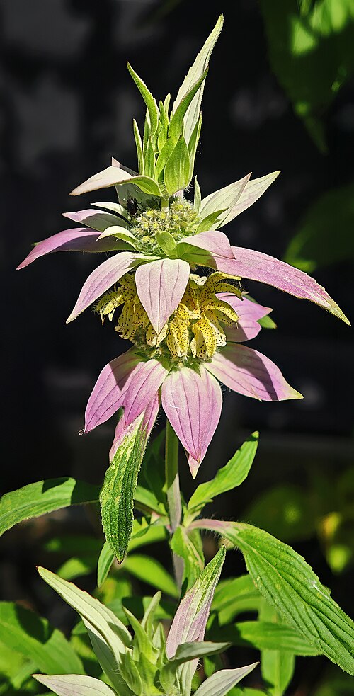 Monarda punctata Seeds – Spotted Bee Balm | Native Wildflower | Pollinator & Medicinal Plant | 100 Seeds