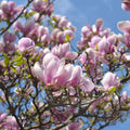 10 Pink Saucer Magnolia Cuttings – Unrooted Starts, Magnolia × soulangeana, Fragrant Spring Blooms, Propagation Wood
