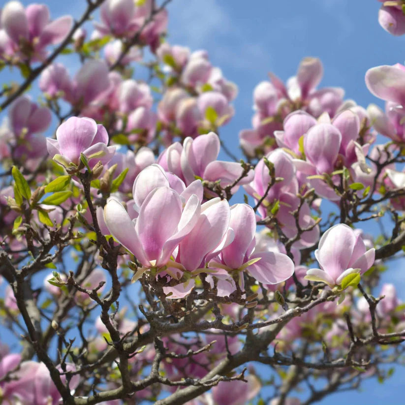 10 Pink Saucer Magnolia Cuttings – Unrooted Starts, Magnolia × soulangeana, Fragrant Spring Blooms, Propagation Wood
