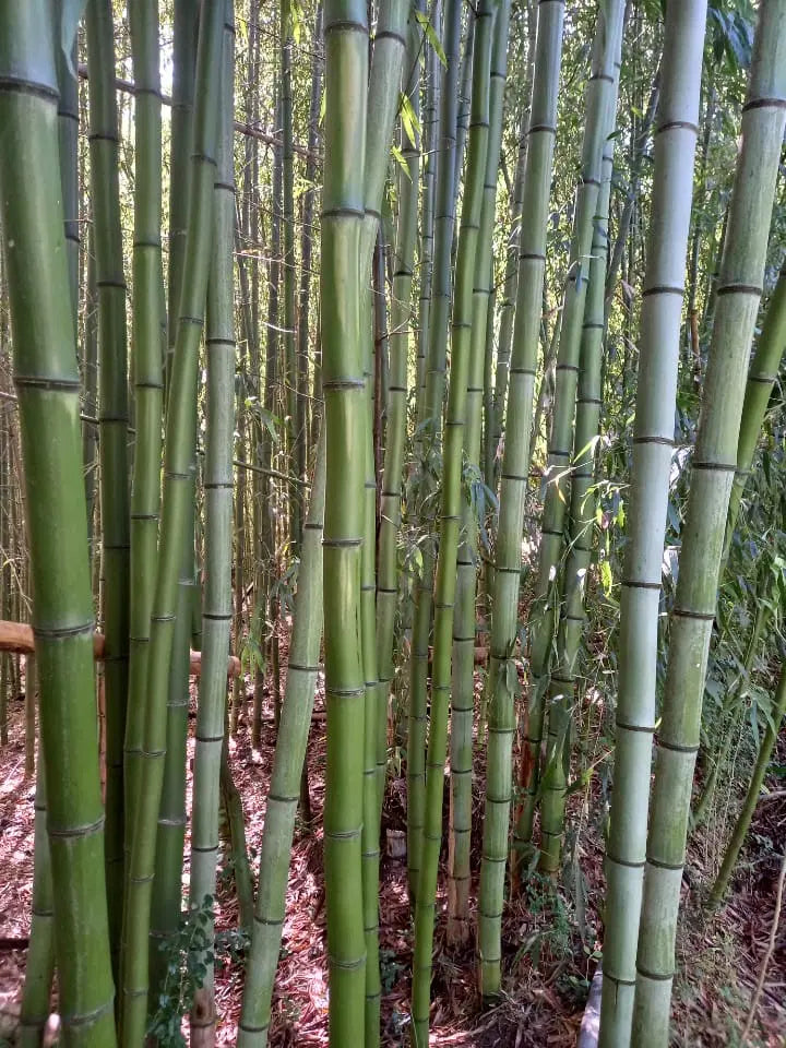 Madake Bamboo Rhizomes – Phyllostachys bambusoides, Fast-Growing Giant Bamboo, Bare Root Starter, Cold Hardy, Timber Bamboo