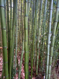 Madake Bamboo Rhizomes – Phyllostachys bambusoides, Fast-Growing Giant Bamboo, Bare Root Starter, Cold Hardy, Timber Bamboo