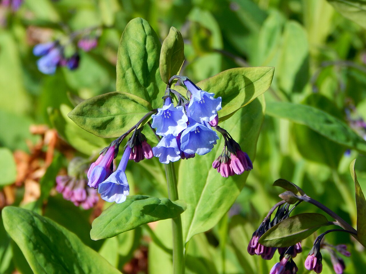 Mertensia virginica Seeds – Virginia Bluebells Wildflower, 30 Non-GMO Perennial Seeds, Shade Garden & Native Woodland Plant