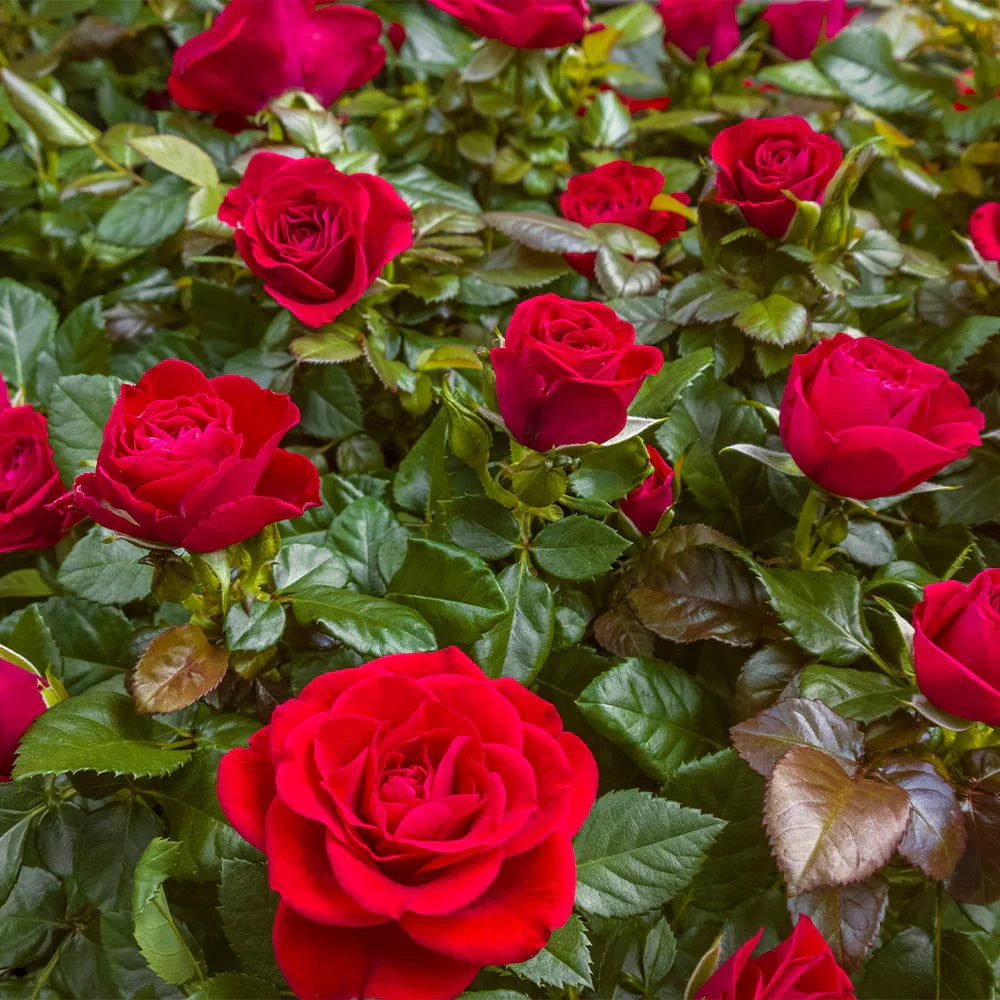 Super Rare ‘Mister Lincoln’ Rose Cuttings (Rosa hybrida) – 3 Unrooted Cuttings for Rooting, Propagation, or Grafting – Fragrant Red Hybrid Tea