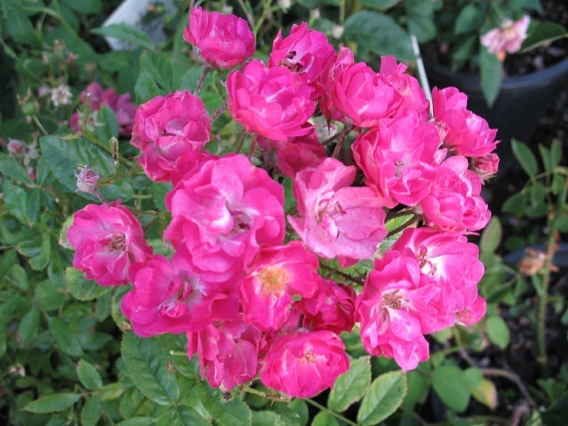 Pink Madame Norbert Levavasseur Rose – 4 Unrooted Cuttings for Rooting or Grafting – Compact Floribunda with Clusters of Pink Blooms