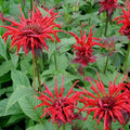 Live Jacob Cline Bee Balm Plant - Monarda didyma - Red Perennial in 1 Pint Pot - Hummingbird Magnet & Pollinator Favorite