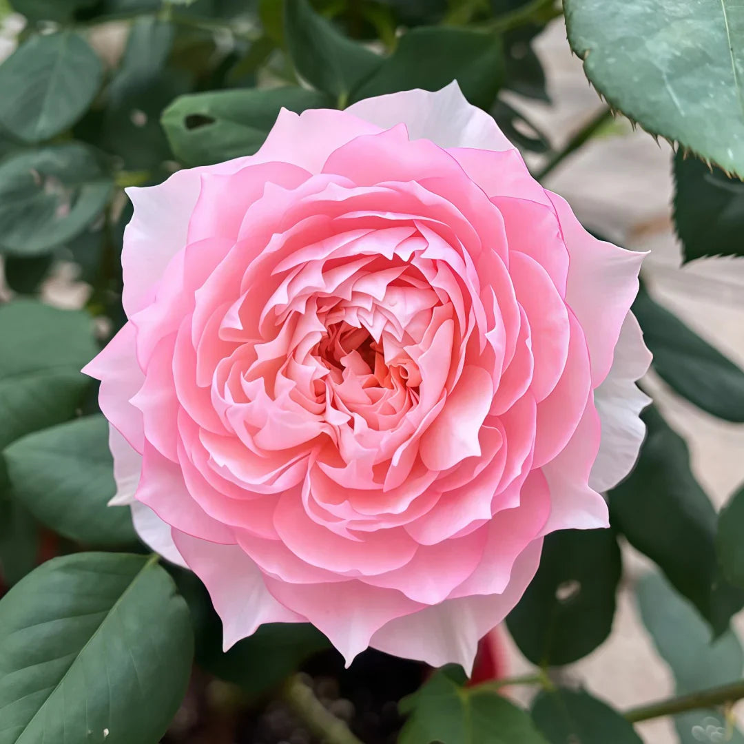 Super Rare Monique Darve Rose Cuttings (3 Unrooted) – Rosa ‘Monique Darve’ Rare Pink Hybrid Rose for Rooting & Grafting