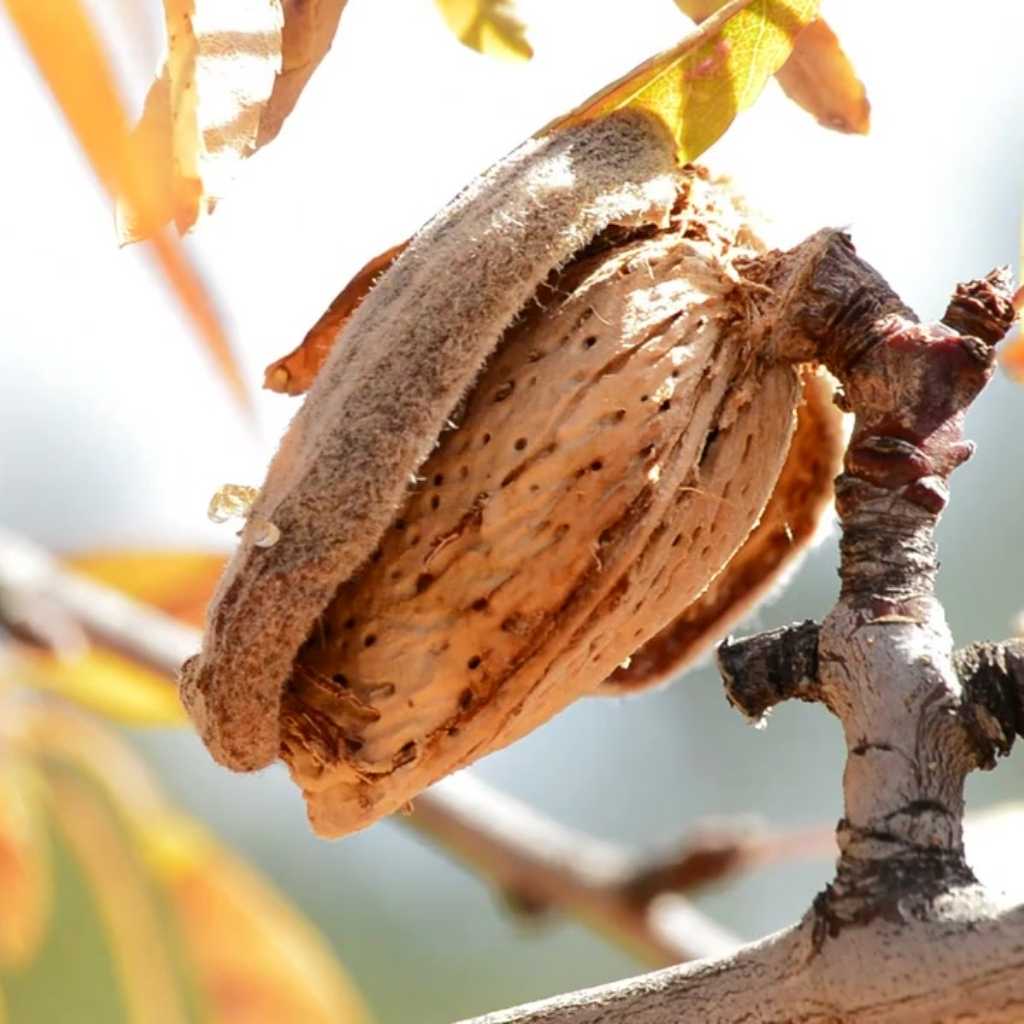Monterey Almond Cutting (Prunus dulcis) – 6–8” Unrooted Cutting for Rooting, Propagation, or Grafting – High-Yield Sweet Almond Variety