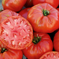 2 Mortgage Lifter Tomato Live Plants (Solanum lycopersicum) 6–10" | Heirloom Giant Slicer | Large Pink Tomato Starter Plants