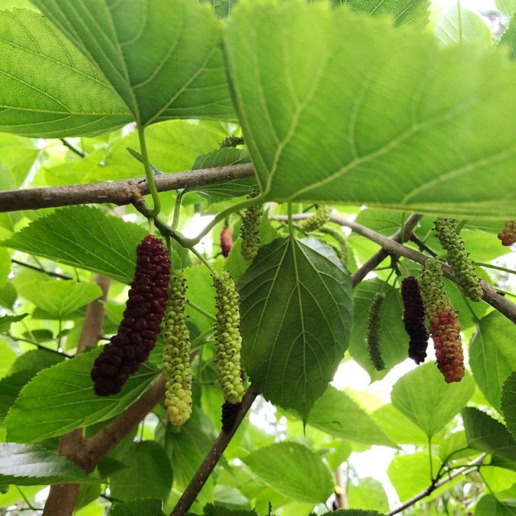 Pakistan Mulberry Tree Cutting (Morus alba ‘Pakistan’) – 6–8” Unrooted Cutting for Rooting, Propagation, or Grafting – Long Sweet Fruit Variety