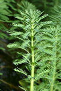 Live Parrot’s Feather Plant Myriophyllum aquaticum | Floating Aquatic Pond Plant | Bareroot Oxygenating Water Garden Plant