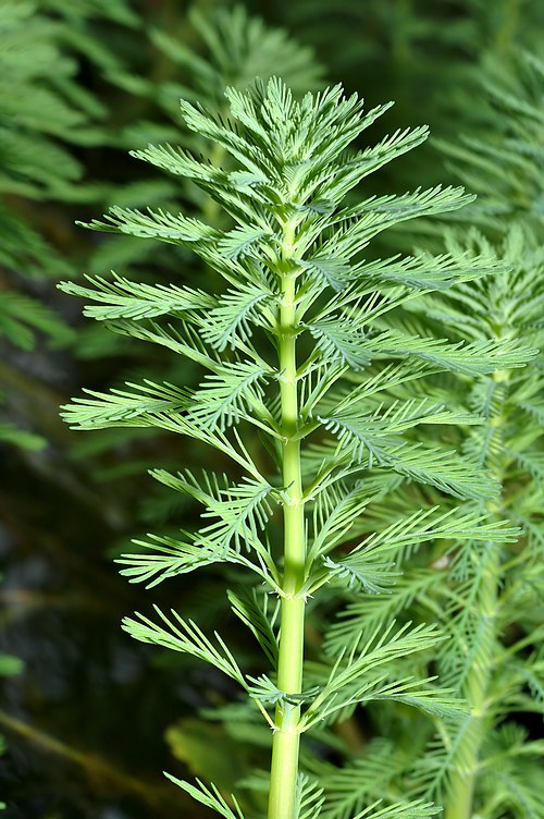 Live Parrot’s Feather Plant Myriophyllum aquaticum | Floating Aquatic Pond Plant | Bareroot Oxygenating Water Garden Plant