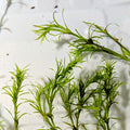 Guppy Grass – Live Freshwater Plant (Najas Guadalupensis), Fast-Growing Aquarium Plant for Fry, Shrimp & Nano Tanks