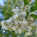 10 Rare Crape Myrtle ‘Natchez’ Cuttings | Lagerstroemia indica × fauriei | White Blooms | For Rooting or Grafting | Fast-Growing Tree