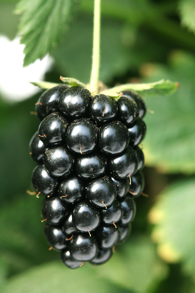 Navaho Thornless Blackberry Live Plant | 1 Starter Plant | Pesticide-Free, Non-GMO | Sweet Fruit, Compact Growth, Easy to Harvest