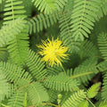 Live Water Mimosa Neptunia oleracea | Tropical Aquatic Pond Plant | Floating/Marginal Bareroot Live Plant for Water Gardens