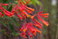 Lonicera sempervirens ‘Honey Coral’ | Native Coral Honeysuckle Vine | 1 Live Starter Plant | Hummingbird Magnet | Non-Invasive