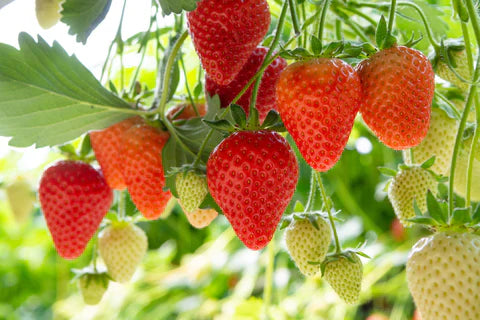 Ozark Beauty Strawberry Plants (25 Bare Root) – Everbearing Variety – Sweet & Juicy Berries – Hardy, Productive Garden Fruit